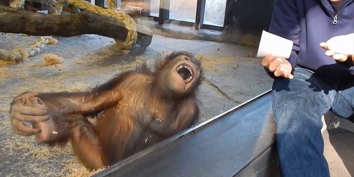 Video Clip Suggests Orangutans Understand Magic Tricks