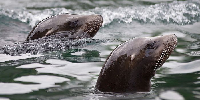Scientists Solve Sea Lion Cancer Mystery