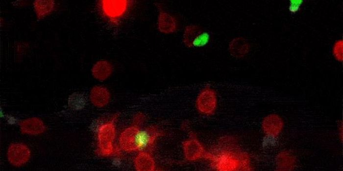 Immune Cells Exchange Signals Through "Kiss and Run" Encounters