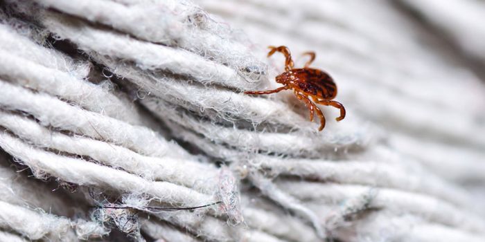 TWO PATHOGENS OVERLAP IN TICKS THAT CARRY LYME