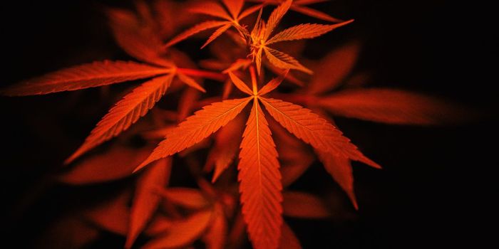 Antibiotic Properties Found in Cannabis Compound