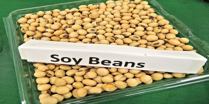 Soybean oil Causes Genetic Changes in Mouse Brain