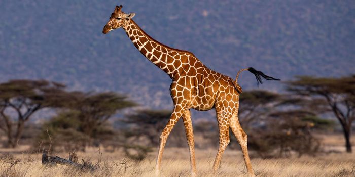 The Giraffe Genome Explains Some of Its Unusual Characteristics