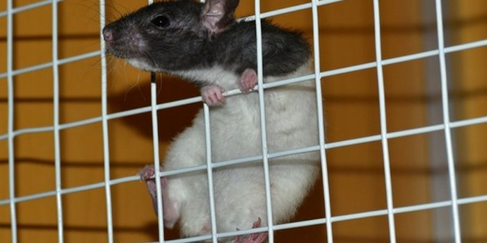 How Tickling Looks In The Brain