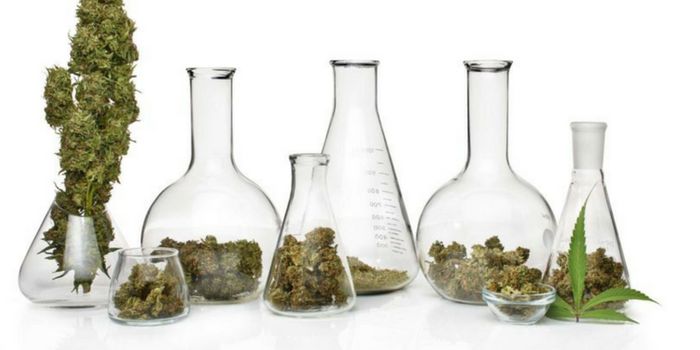 Examining Laboratory Testing for Cannabis Industry
