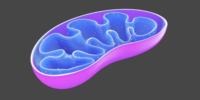In Mature Sperm, Mitochondrial DNA is Absent