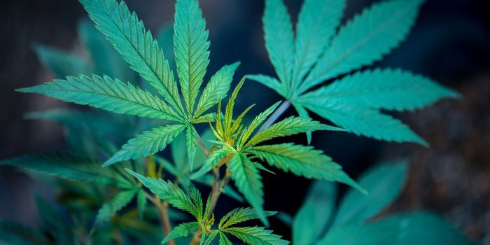 Link Between Cannabis Use Disorder and Heart Problems