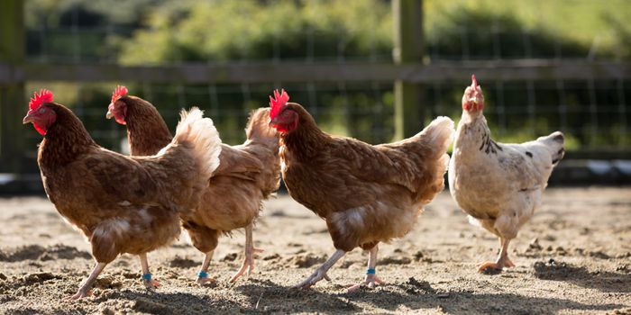 Why is Some Chicken So Chewy? Researchers Have an Answer
