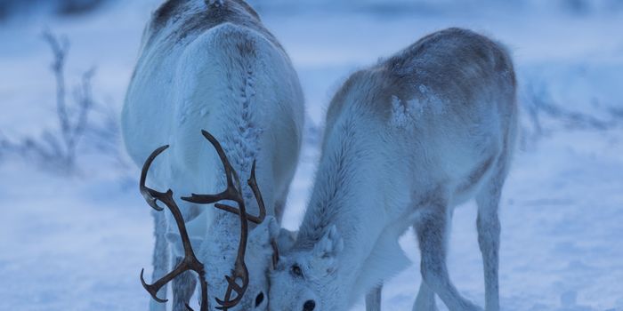 Ruminative Revelations: Arctic reindeer sleep while they chew