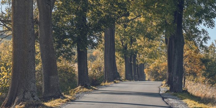 Strategic Tree Planting: A Solution for Urban Heat or a Potential Problem?