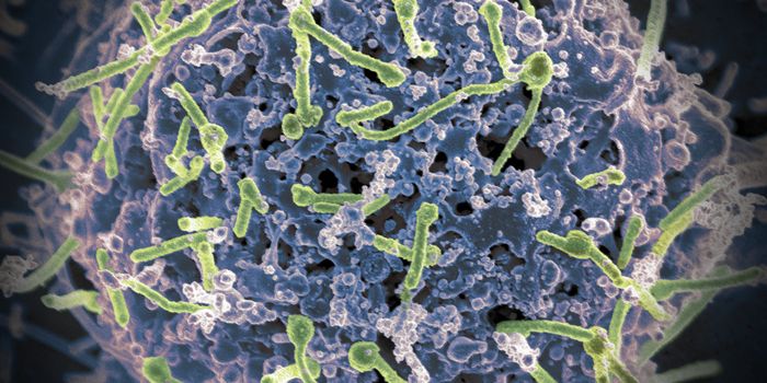 Learning More About the Sugars That Mediate Immune Interactions