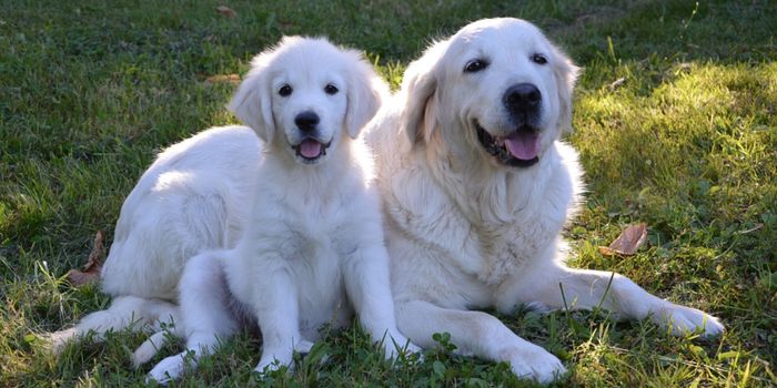 Genetic Factors that Could Extend the Life of Golden Retrievers
