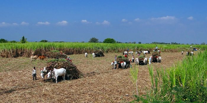 The bigger picture of biomass energy conversion