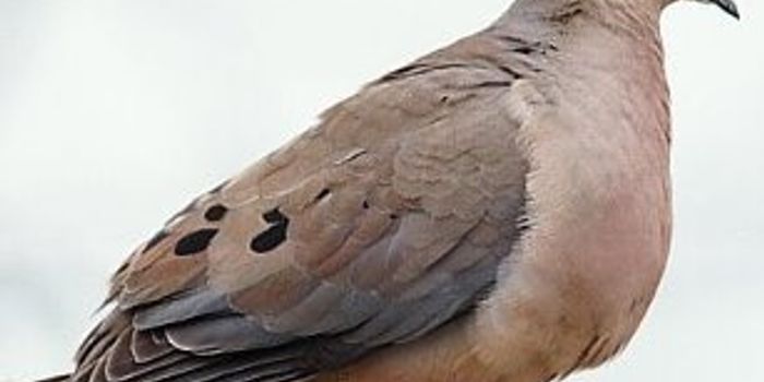 Bringing Back A Species That Has Been Extinct for 100 Years. Is the Idea 