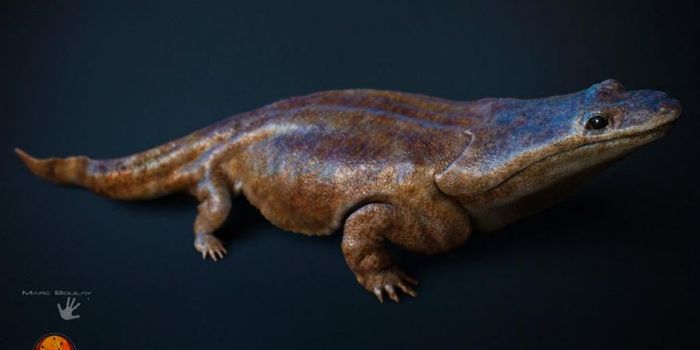 Researchers in Portugal find fossil of previously undiscovered 'Super Salamander' species