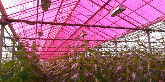 Video: This Solar Greenhouse Generates Energy, Promotes Photosynthesis and Saves Water!