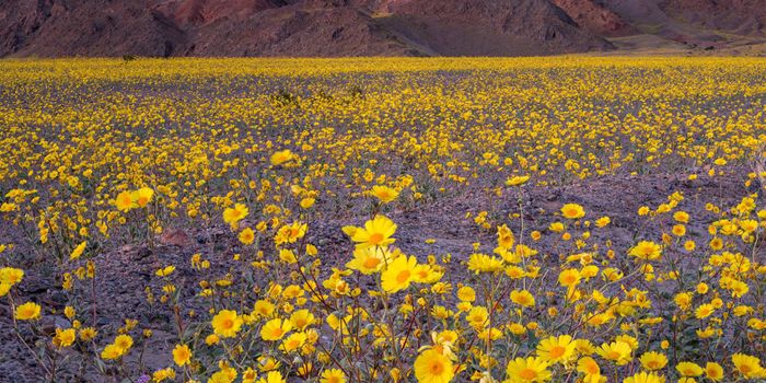 Death Valley National Park is Currently Covered in Wildflowers