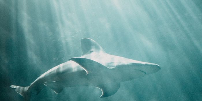 No Sharks Necessary, New semi-synthetic compounds found to replace shark squalene in vaccine emulsions