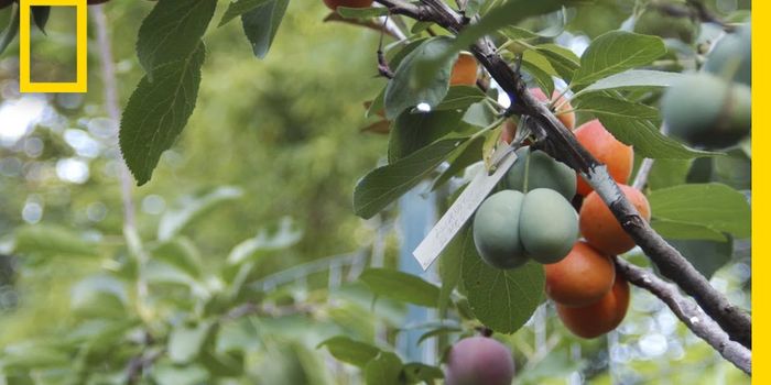 How can one tree grow 40 different fruits?