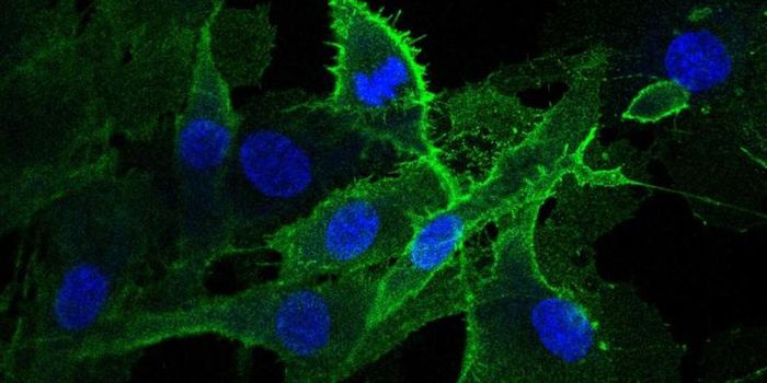 A New Type of Muscle Cell That Could be a Target for Gene Therapy is ID'ed