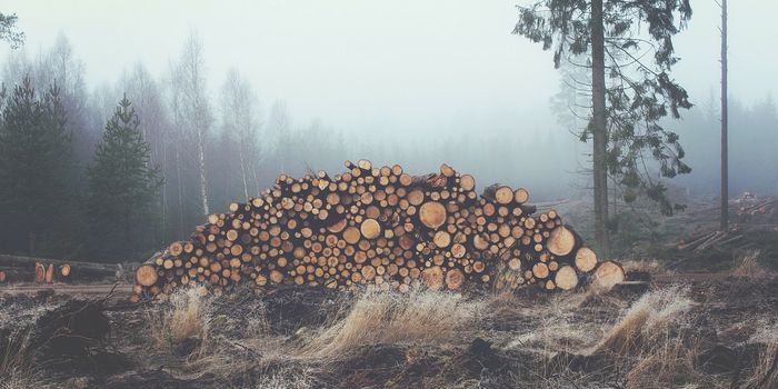 Record Activist Murders and Illegal Logging