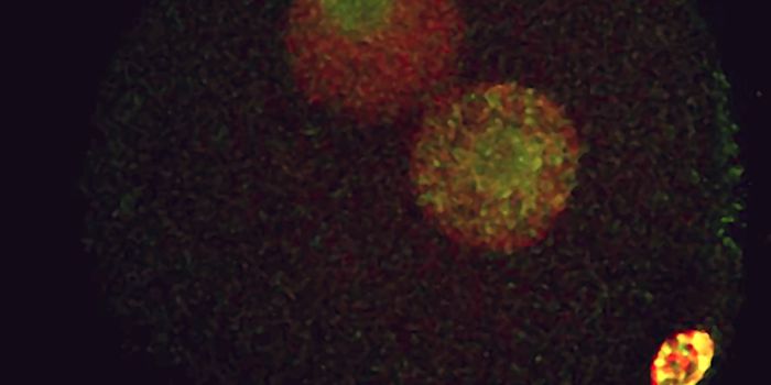 Gene Activity in the Human Embryo Begins Earlier Than Thought