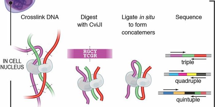 Researchers Reveal Functions of an Inactive Chromosome