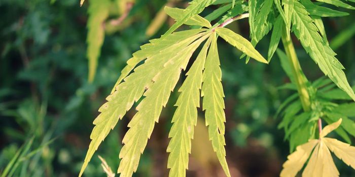 Parental Consumption of Cannabis Increases Teen Consumption