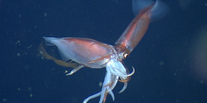 Is it Natural for This Squid Species to Partake in Cannibalism?