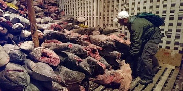 Fishermen will pay jail time for illegal capture of 300 tons of sharks in the Galapagos