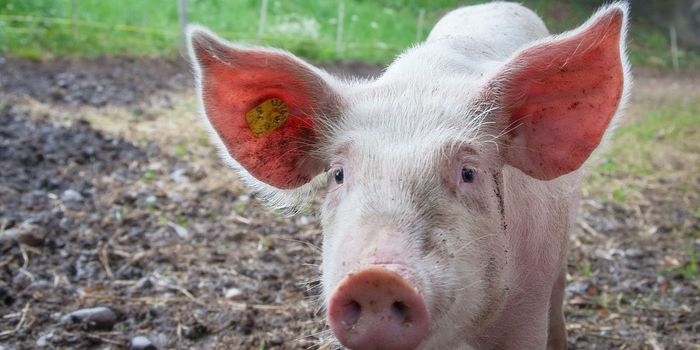 Virus-Infected Pig Heart Transplanted Into a Human