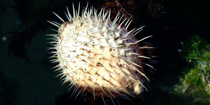 What's Inside a Pufferfish May Surprise You