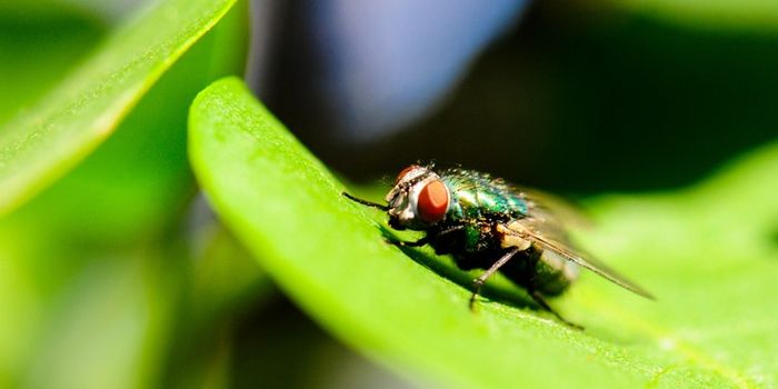 3D Microscope Captures Videos of Fruit Fly Nerve Cells