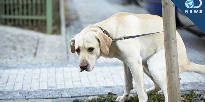 Why do dogs spin before just about everything?