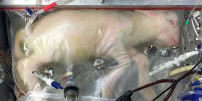 'Artificial Womb' Successfully Keeps Premature Lambs Alive