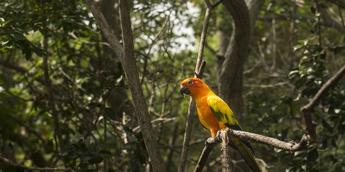 Bird abundance falling in remote parts of the Amazon