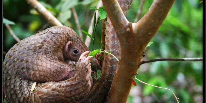 CITES offers pangolins greater protection from illegal trafficking
