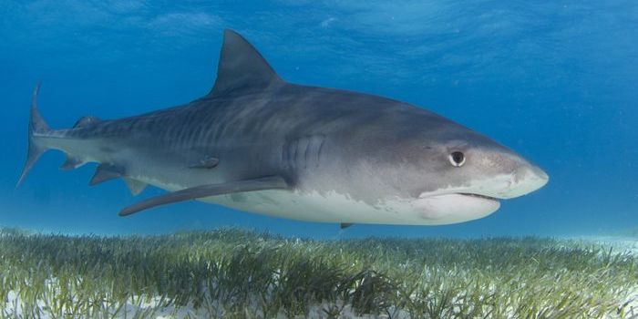 Sharks Help the Environment by Defending Seagrasses
