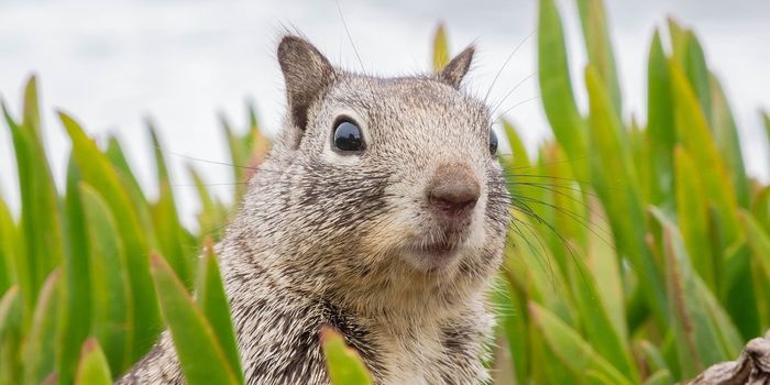 Squirrels Feel Safer When Birds Are Chirping in the Background