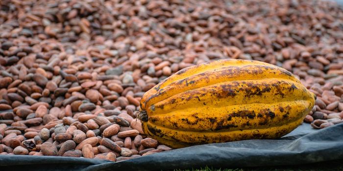 Cadmium in Cocoa Beans