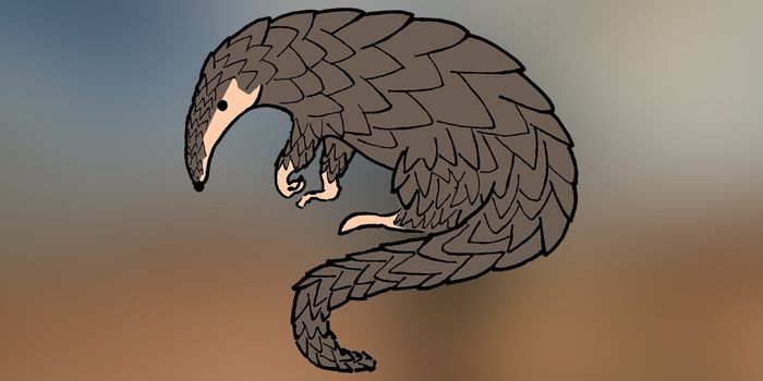 Have You Heard of the World's Most Trafficked Animal?