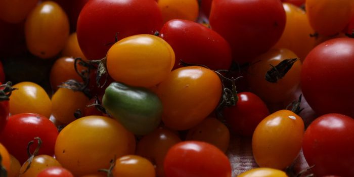 Gene Editing Makes Tomatoes Grow Faster