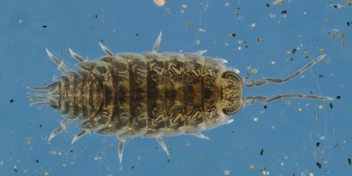 An Internal Tidal Clock Tells This Isopod When it's Feeding Time