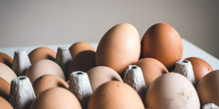 Eating Eggs Everyday Not Linked to Heart Disease