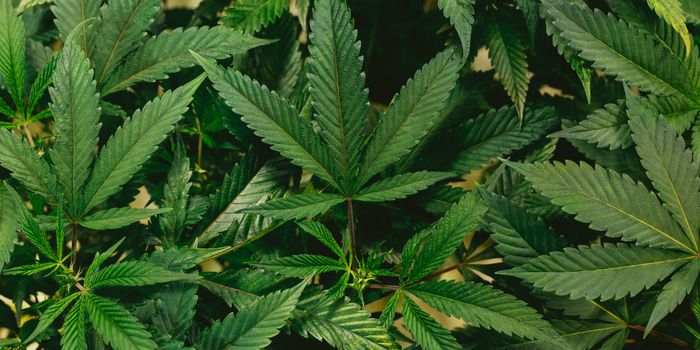 Cannabis Not as Promising as Hoped for PTSD