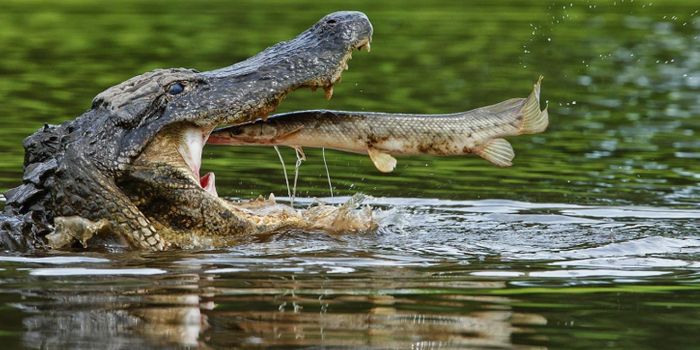 In the middle of a jump, an American alligator eats an alligator gar (Atractosteus spatula), one of the oldest fish that exists​ today.