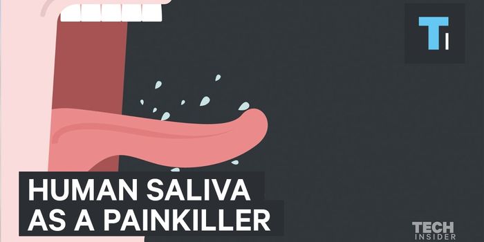 Compound in Saliva 6x More Potent than Morphine