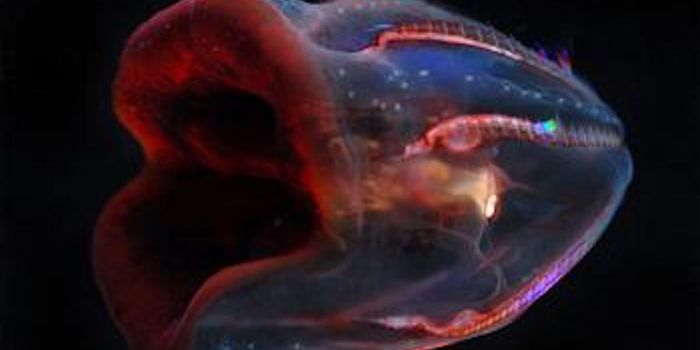 New Comb Jelly Species Revealed by Genetic Study