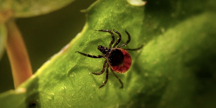 Investigating Active Tick-Borne Powassan Virus Transmission in New England