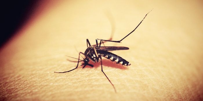 Several Cases of Malaria Arise Locally in the US